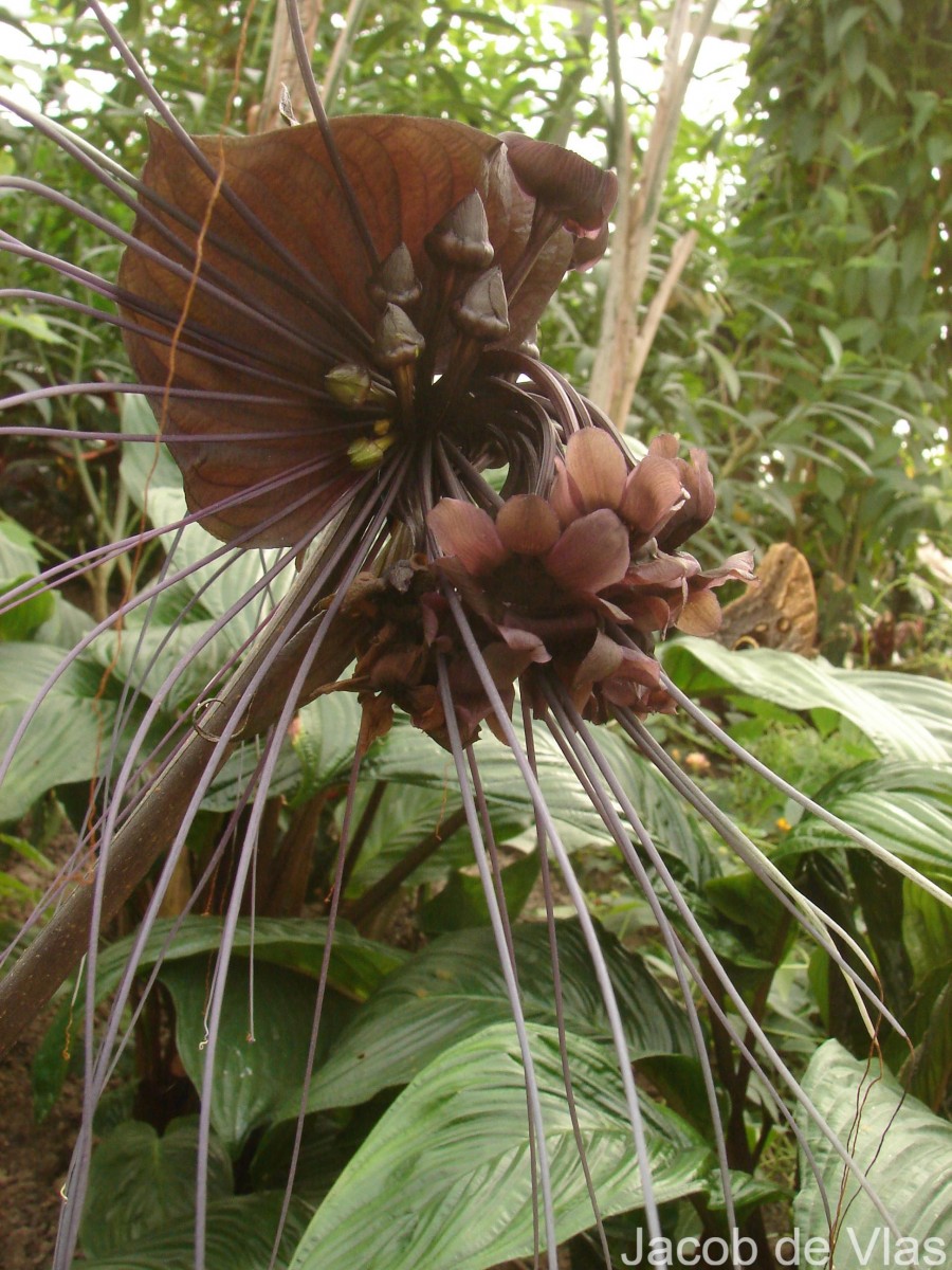 Tacca chantrieri André